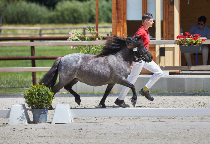 Siegestute Shetland Pony B. Franca Lange