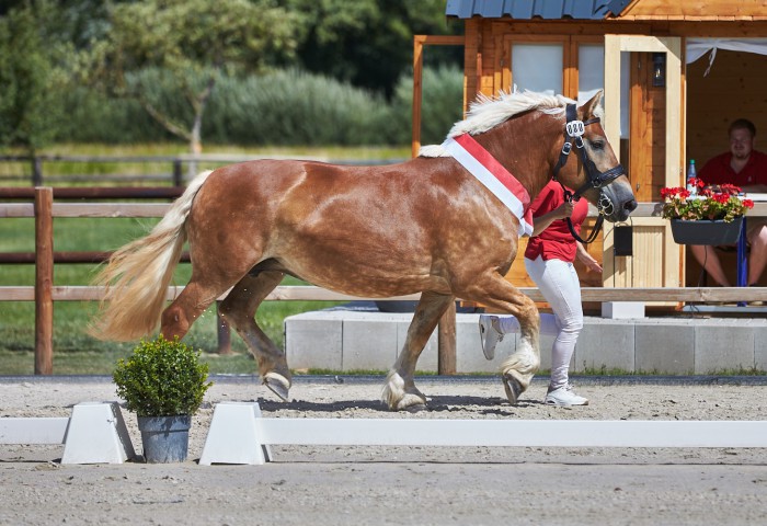 Rheinisch Deutsche Siegerstute Carlotta