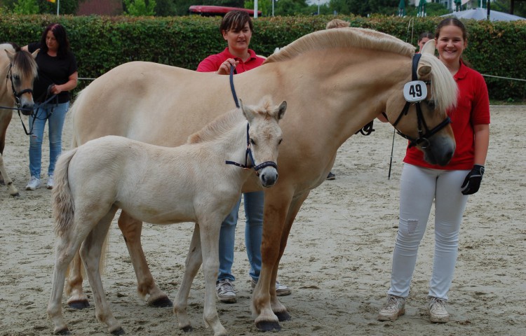 Siegerstutfohlen Louvy