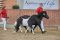 Siegerfohlen Shetland Pony  - Vetter, Wolfgang