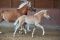 Siegerfohlen Haflinger Trab