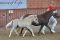 Siegerfohlen Dt Classic  Pony im Trab 