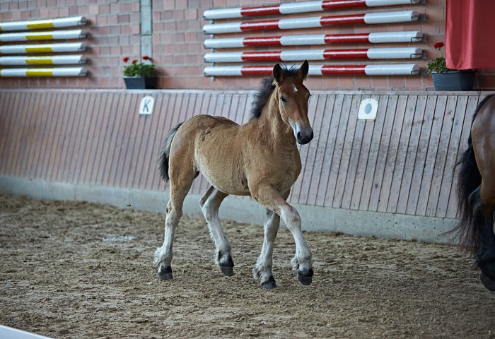 Impressionen Rheinisch Deutsches KB
