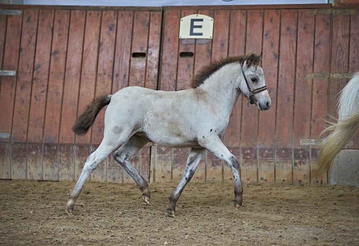 Siegerfohlen Dt Pb Sh Lohmann