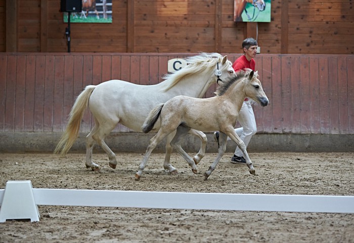 Sieger Dt Tigerschecke