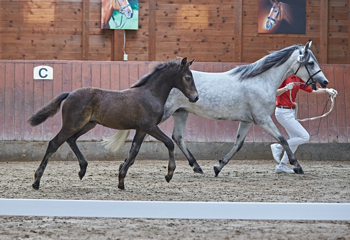 Sieger Fohlen Connemara