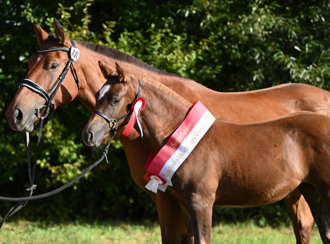 Siegerfohlen Passadoras cynea 