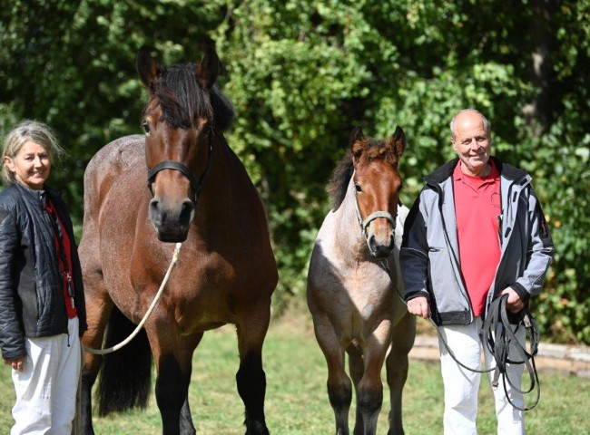 Marie, Rheinisch Deutsches Kaltblut 