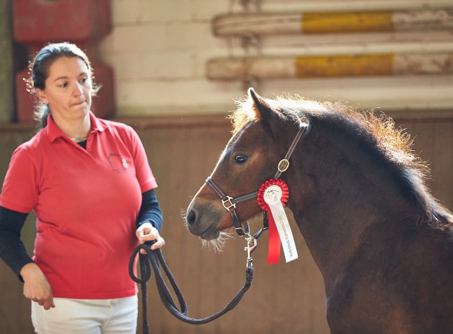 Welsh „Lemon Lysette“ Züchter und Besitzer ZG Werther und Schudt, Laubach