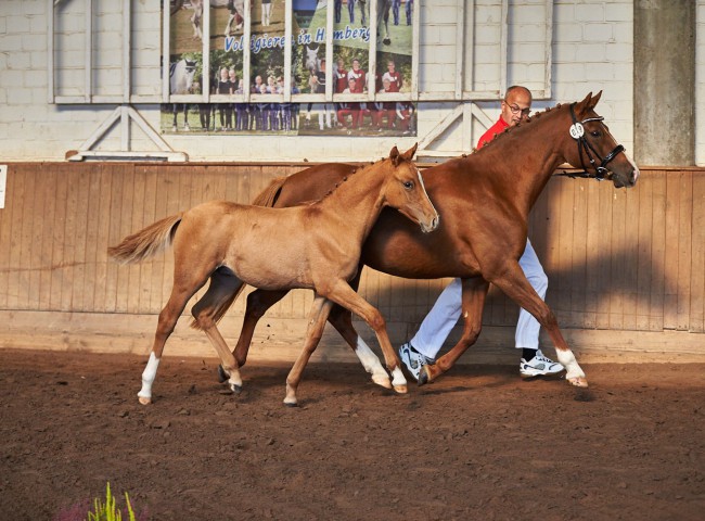 „Campiono HN“ Züchter und Besitzer Heiko Nöll, Schwalmstadt