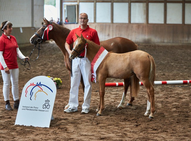 Campino HN Siegerehrung