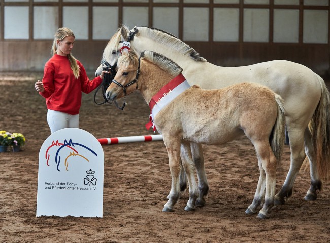 Fjord Fohlen „Favour“ Züchter und Besitzer Burkhard und Katharina Neuss, Grünberg