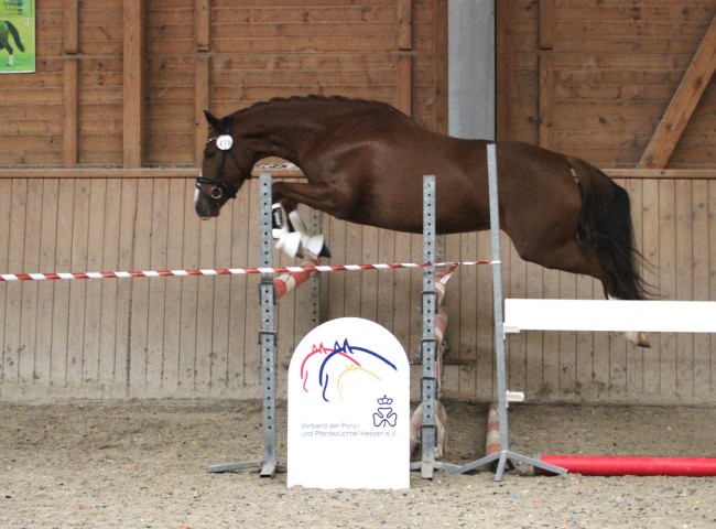 Diva Royal LM zeigte im Freispringen viel Ruhe und Übersicht