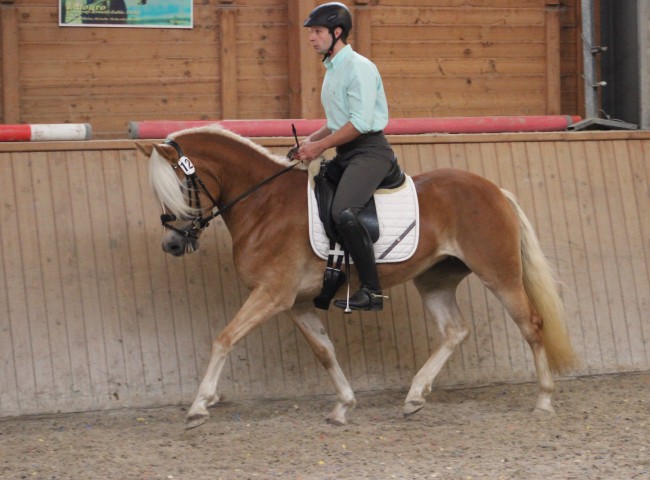 Platz 2 für Haflingerstute Salome unter ihrem Reiter Nico Müller