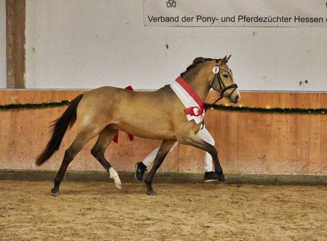 PrA Gonna be Special N -   Deutsches Reitpony (Siegerhengst Reitpony und Tagessieger der Körung)