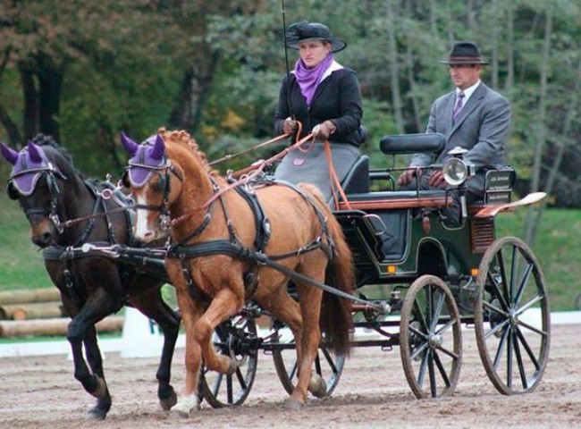 Erneut Platz 1 im Fahren: Dandy und Carina Ochs – hier in einer Dressurprüfung für Zweispänner Kl.M