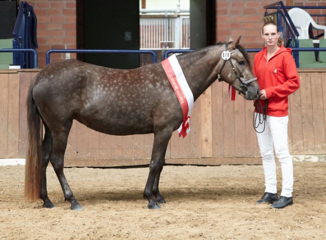 Coco Chanel de Reflejo Siegerstute-Speialrassen