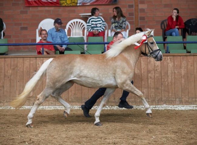 Saphira be der Ehrenrunde