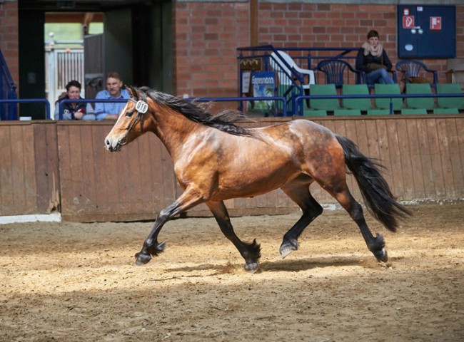 Terra Allegra G im Freilaufen