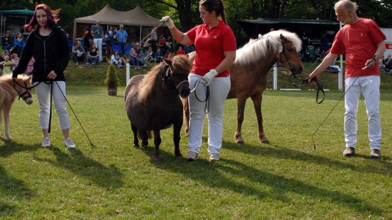 Lillifee & Franka vom Schedetal  (Foto: Matthias Brab)