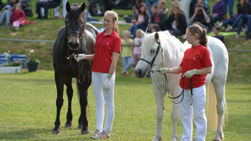 Laccaroe Lass und Grey Joan  (Foto: Dr. Thomas Bachmann)