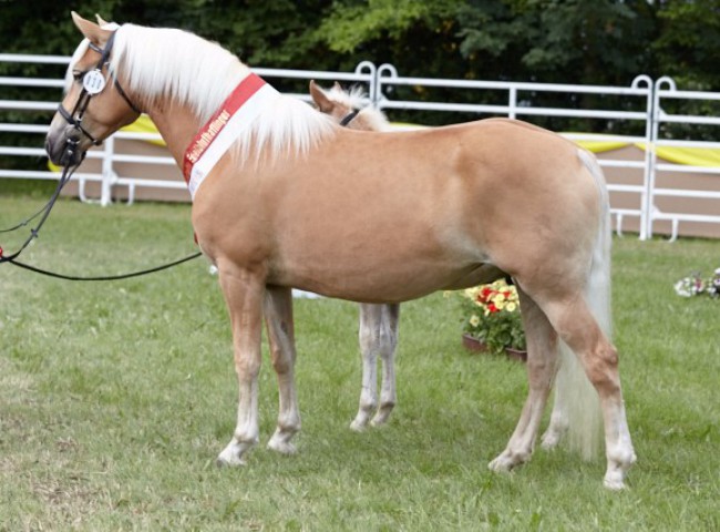 Amora (Edelbluthaflinger)