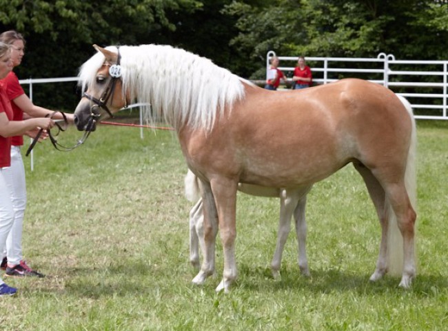 Aurora (Haflinger)