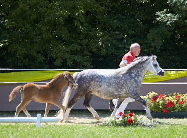 Dyfwg Rhona (Welsh A)