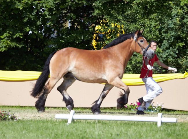 Elaya (Rheinisch Deutsches Kaltblut)