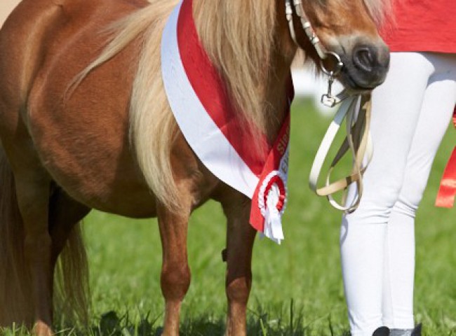 Elise van Stal de Toekomst(Shetland)