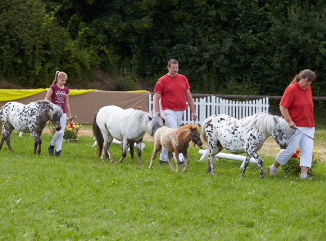Familie der Kyra (Dt. PB Shetland Pony)