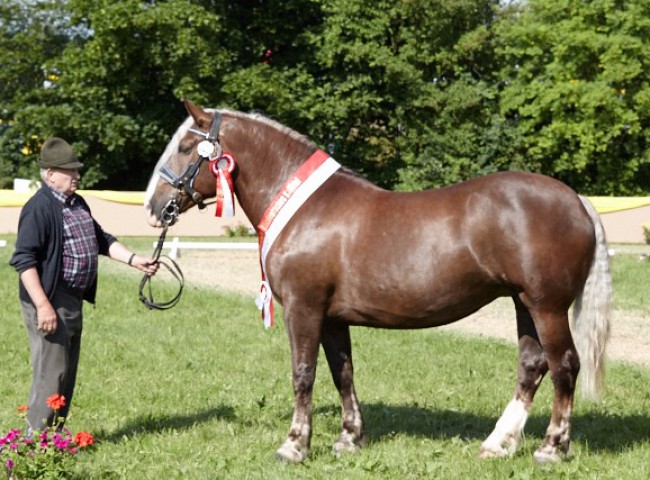 Jule (Süddeutsches Kaltblut)