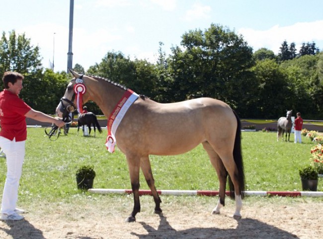 Miss Marple (Reitpony)