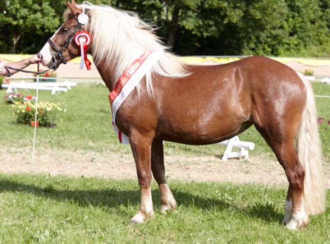 Waleria (Schwarzwälder Kaltblut)