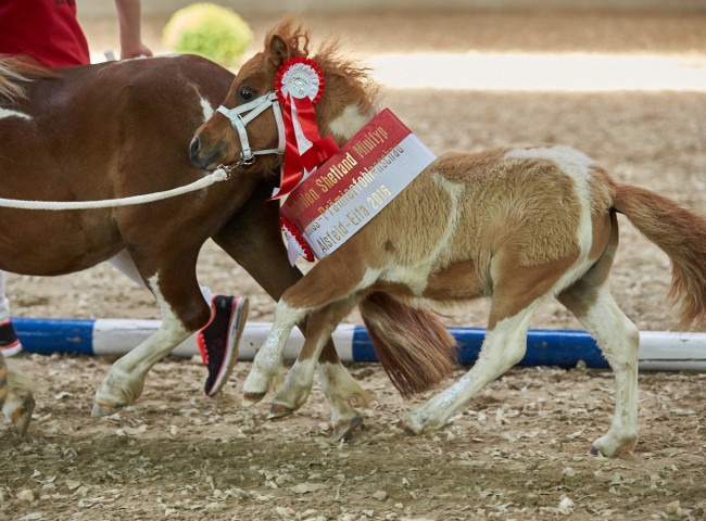 Peppermint Ticino   Foto: Joachim Hecker