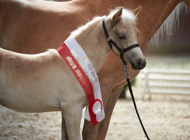 Bijou   Foto: Joachim Hecker