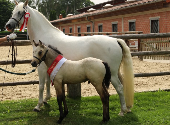 Kinzighausen Golden Magical