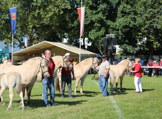 Klasse der Fjordstuten