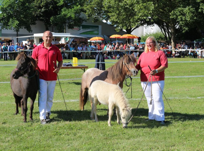 Partbred Shetland Stuten