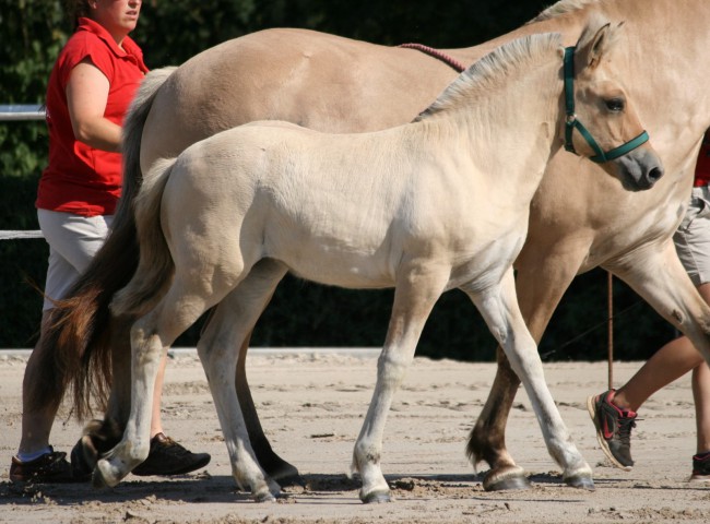 Aschenputtel Foto: Claudia Eichner