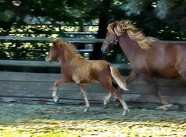Ása von der Igelsburg wurde mit 8,27 bestes Stutfohlen der Fohlenreise 2016