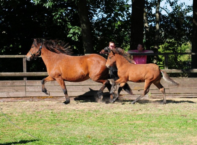 Garpur von der Igelsburg mit 8,25 Platz 5 der Gesamtwertung 