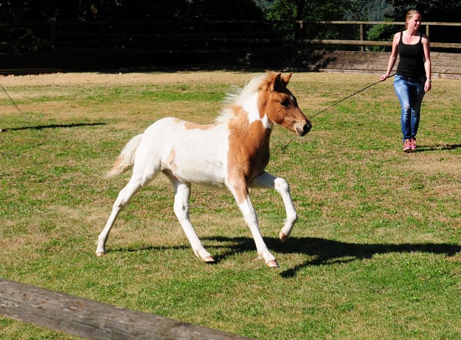 Raudskjóni von der Igelsburg erhielt 8,27 und wurde Reservesiegerfohlen