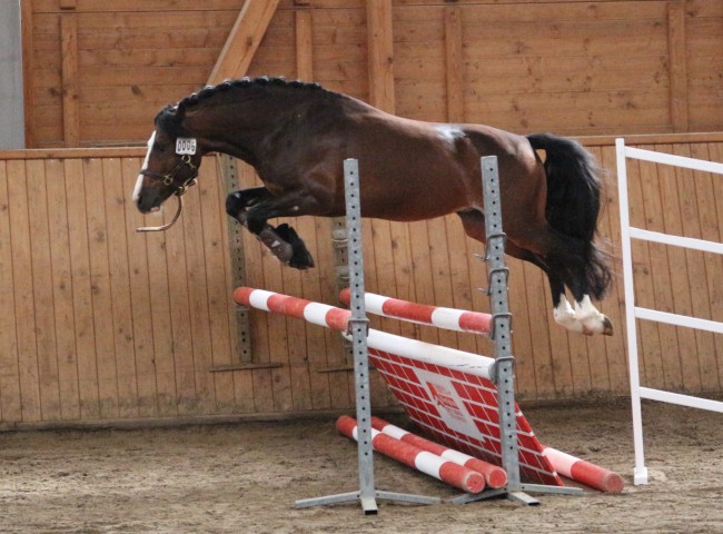 Maifix Freispringen HLP Erbach 2016