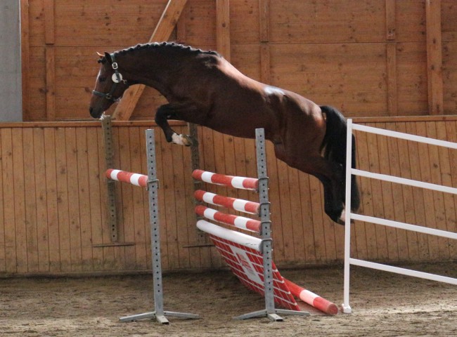 Sulaatik´sVingino Freispringen HLP Erbach 2016