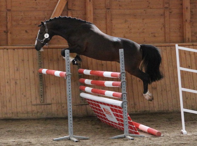 Vedet Freispringen HLP Erbach 2016