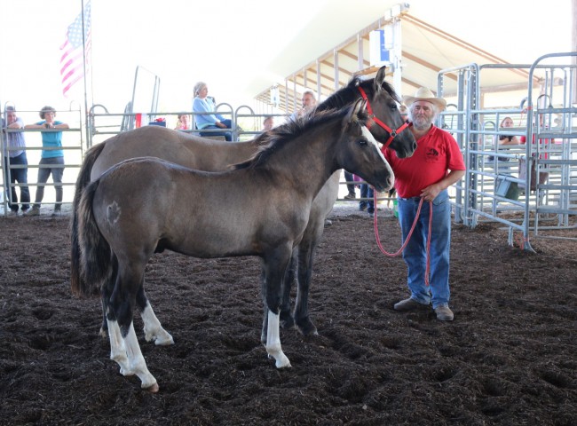 Fenix Siegerhengstfohlen