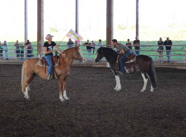 Vorführung der Hengste