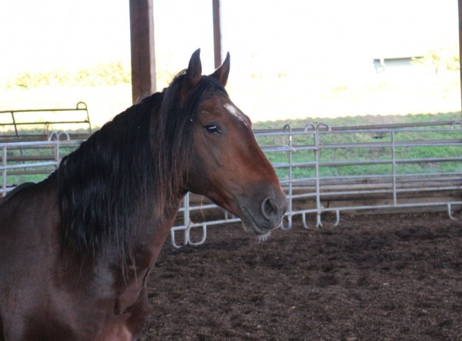Junghengst La Amanecida el Salvadore