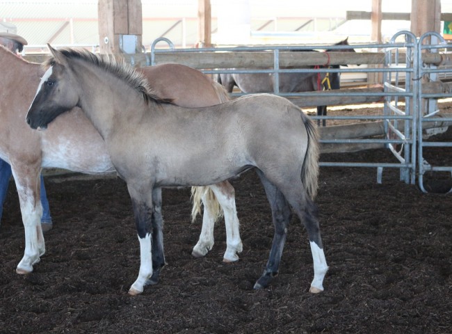 Nortada ebenfalls mit 8,2 bewertet